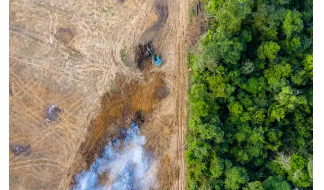 Natural Reforestation Example 215 million hectares of forest – an area bigger than Mexico – could ...