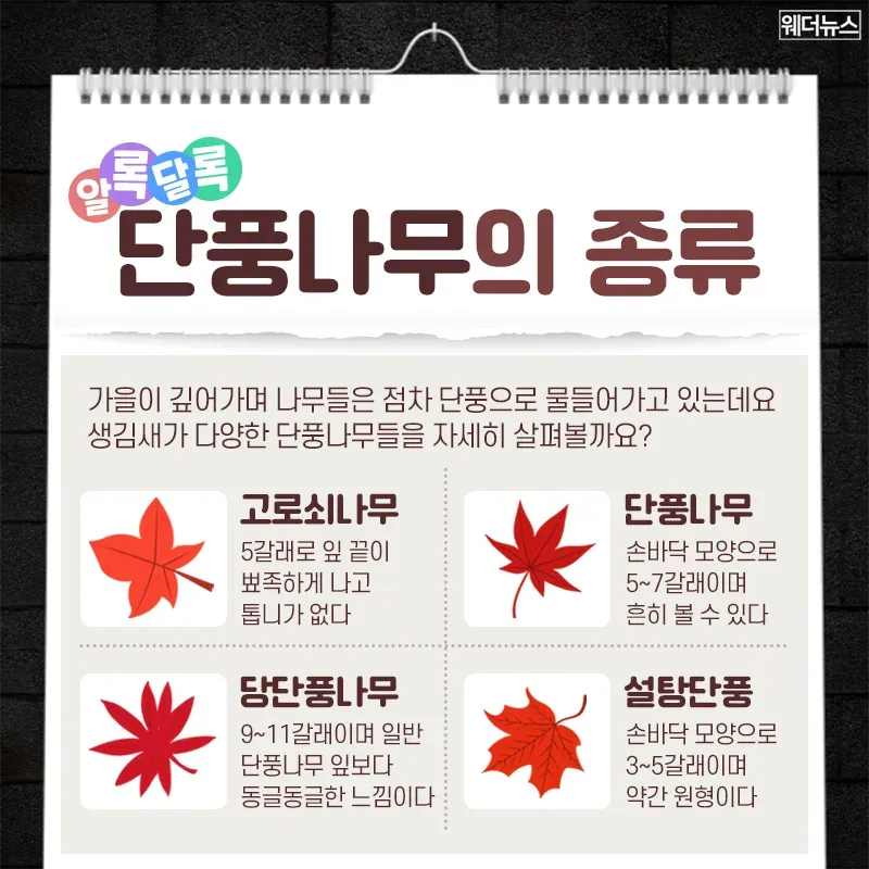 가을 정취 200% 즐기기! 단풍나무 잎 모양으로 구별하는 법 | 오늘의 스토리