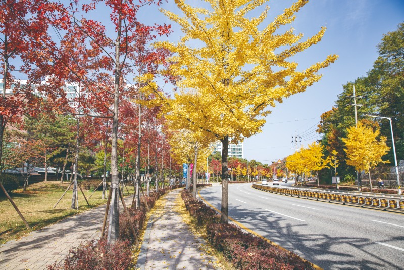 걷고 싶은 맑고 푸른 도시를 위해